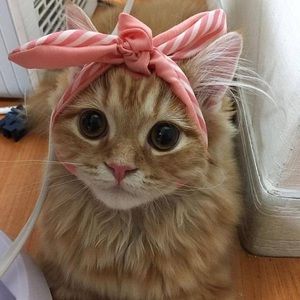 Meet your Posher, Kathy